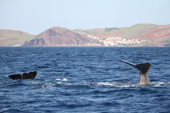 Guaranteed Whale or Dolphin Watching Tour - Funchal - What makes this tour stand out?