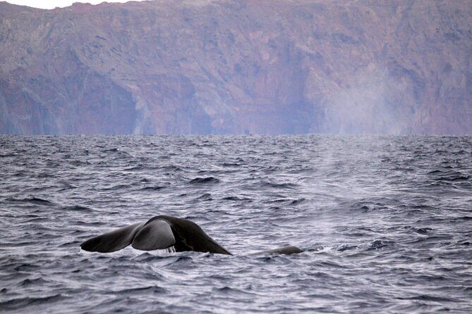 Guaranteed Whale or Dolphin Watching Tour - Funchal - Key Points