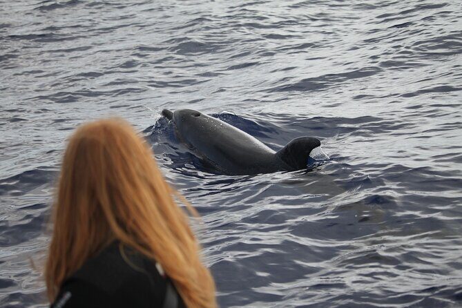 Guaranteed Whale or Dolphin Watching Tour - Funchal - In brief