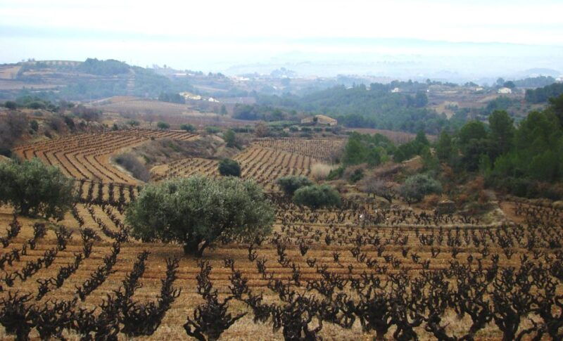 guardiola-de-font-rubi-winery-grill-menu-tour