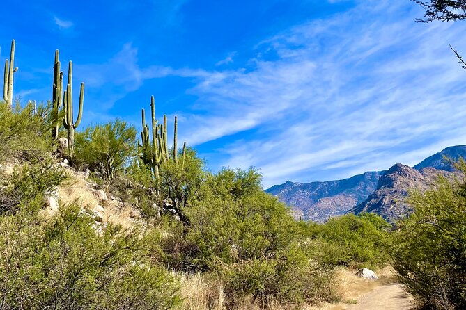 guided-2-hour-horseback-ride-catalina-state-park-coronado-forest