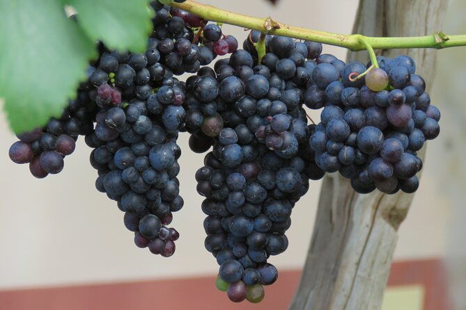 guided-4x4-adventure-and-skywalk-with-wine-and-tapas-in-madeira
