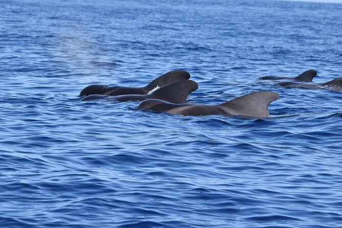 guided-activity-in-the-heart-of-azores-with-whales-and-dolphins