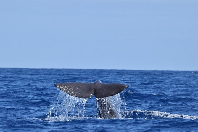 guided-activity-in-the-heart-of-azores-with-whales-and-dolphins