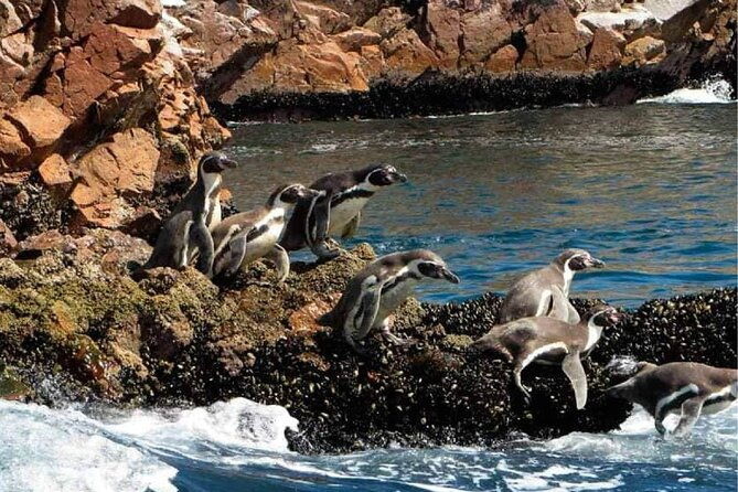 guided-adventure-to-paracas-and-huacachina-from-lima
