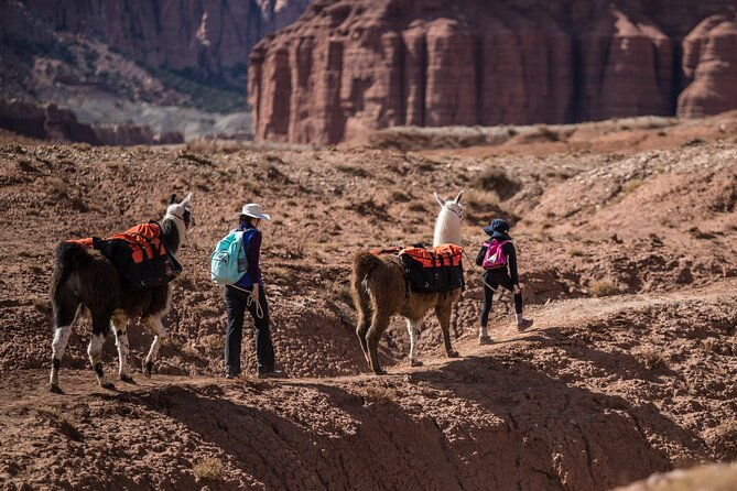 guided-awesome-2-hour-llama-hikes-private-experience