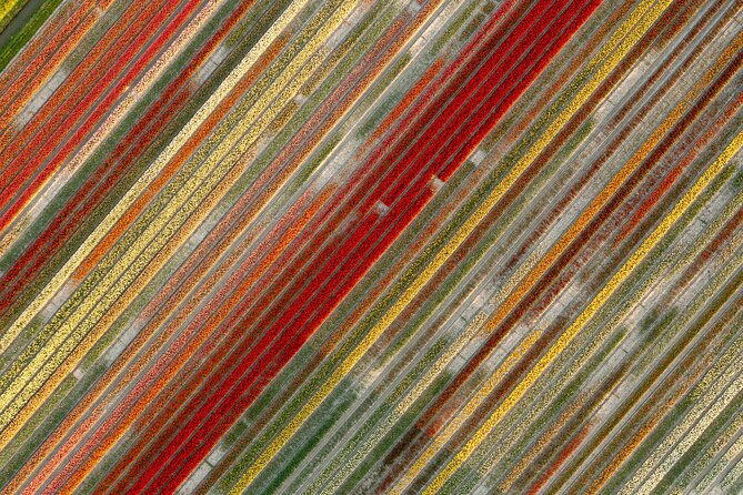 guided-bike-tour-along-the-dutch-tulip-fields-in-noord-holland