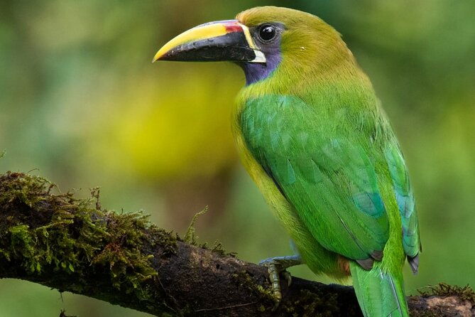 guided-bird-watching-tour-in-monteverde