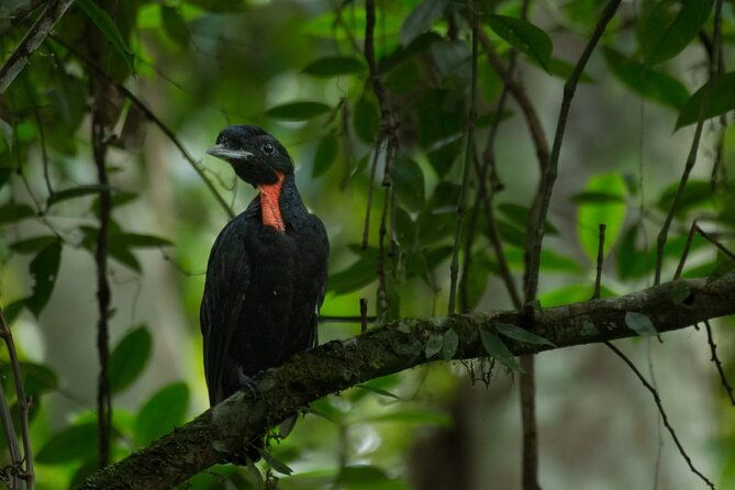 guided-bird-watching-tour-in-monteverde