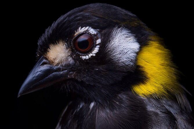 guided-bird-watching-tour-in-monteverde