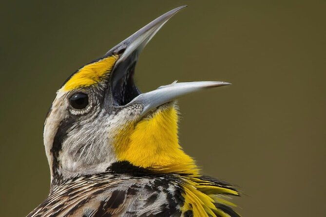 guided-bird-watching-tour-in-monteverde