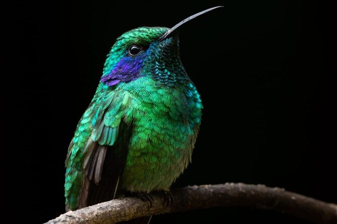 guided-bird-watching-tour-in-monteverde
