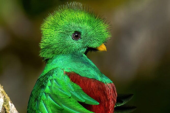 guided-bird-watching-tour-in-monteverde