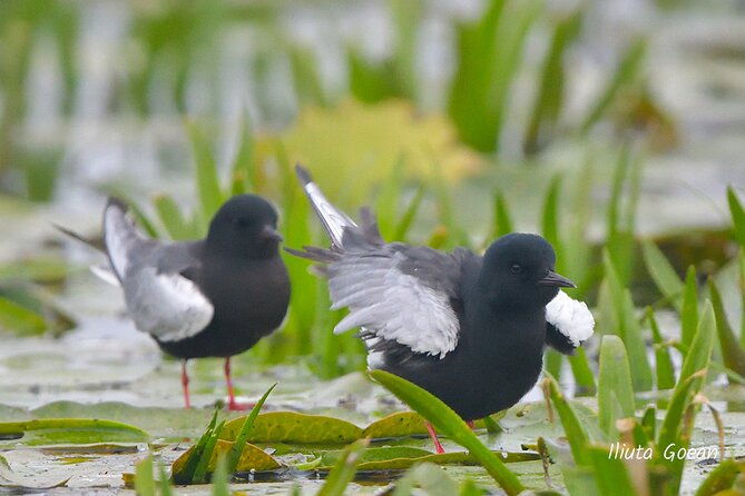 guided-birdwatching-day-trip-to-the-danube-delta-private-program