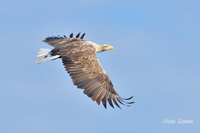 guided-birdwatching-day-trip-to-the-danube-delta-private-program