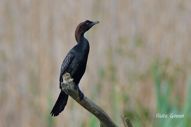 guided-birdwatching-day-trip-to-the-danube-delta-private-program
