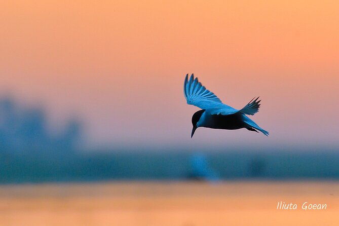 guided-birdwatching-day-trip-to-the-danube-delta-private-program