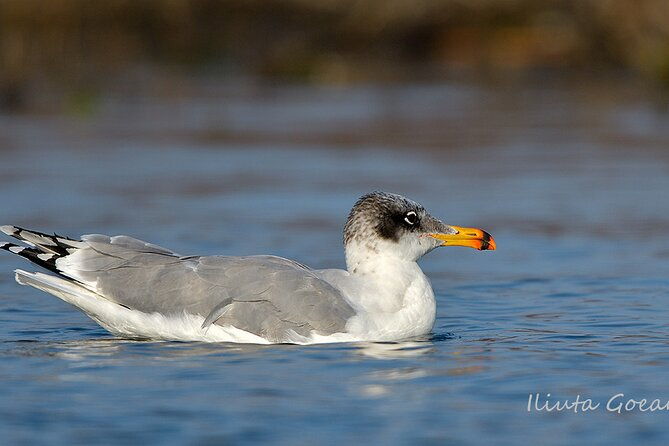 guided-birdwatching-day-trip-to-the-danube-delta-private-program