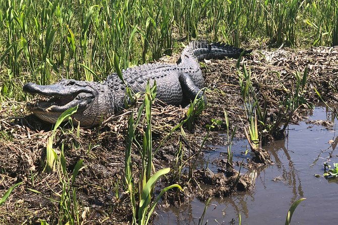 guided-boat-tour-of-new-orleans-bayou-and-wildlife