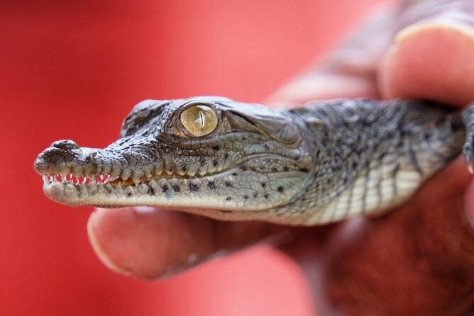 guided-boat-tour-on-the-panama-canal-and-visit-the-wildlife