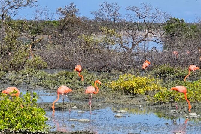 guided-bonaire-north-and-south-tour
