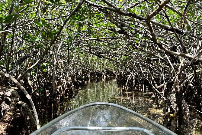 guided-clear-kayak-eco-tour-near-key-west