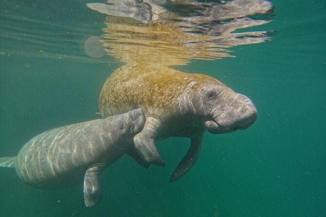 guided-crystal-river-manatee-snorkeling-tour-2