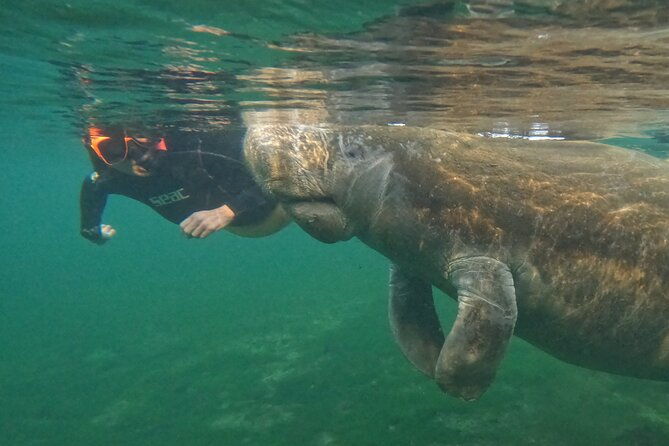 guided-crystal-river-manatee-snorkeling-tour-2