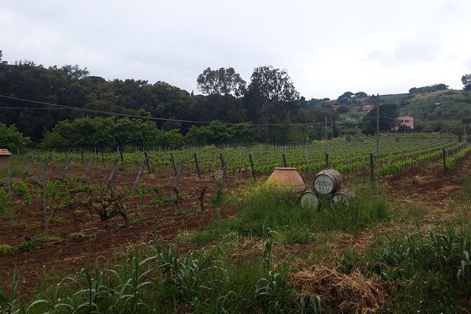 guided-cycle-tourism-wine-tour-by-e-bike-on-the-island-of-elba-arrighi