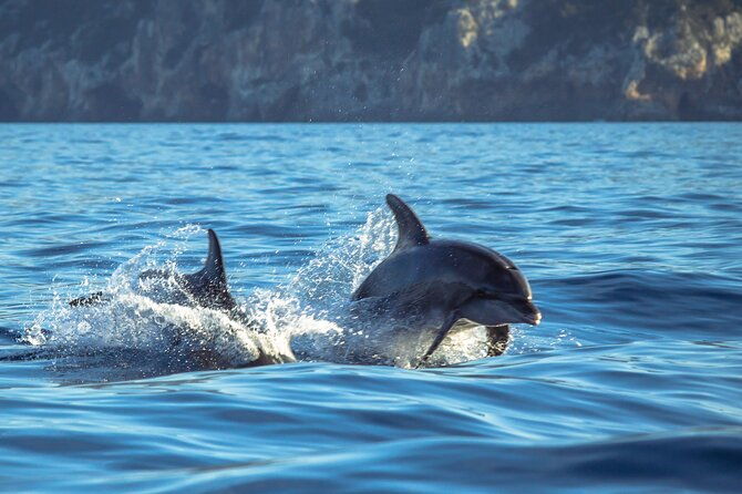 guided-dolphin-watching-in-the-arrabida-natural-park