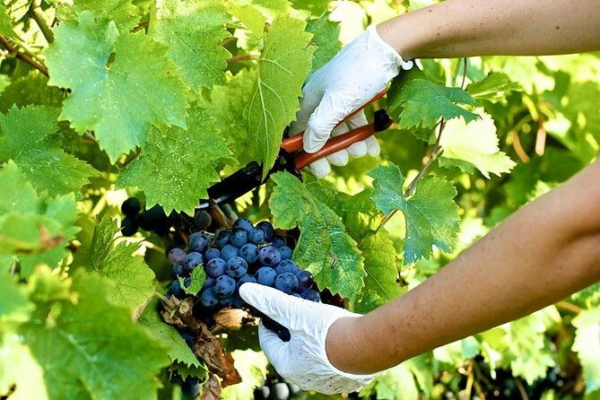 guided-e-bike-tour-with-wine-tasting-from-lucca