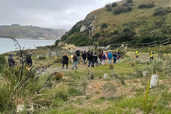 Guided Evening Penguin Viewing Otago Peninsula, Dunedin, New Zealand - Practical Tips for Visitors