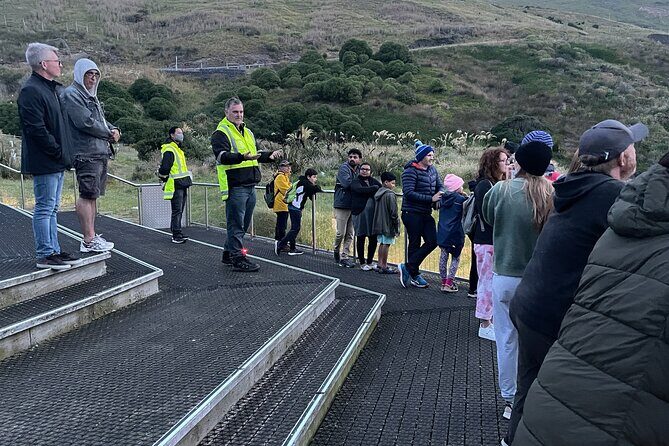 Guided Evening Penguin Viewing Otago Peninsula, Dunedin, New Zealand - Final Thoughts