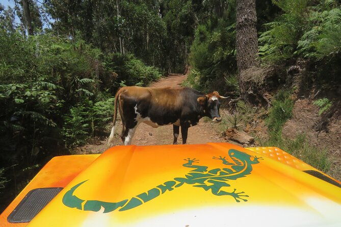 guided-exploration-of-southwest-madeira-in-a-4x4