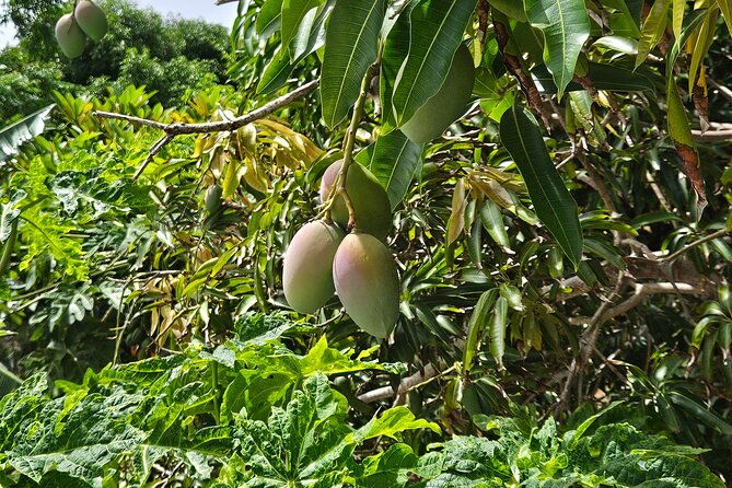 guided-farm-tour-with-local-treats-and-beach-experience