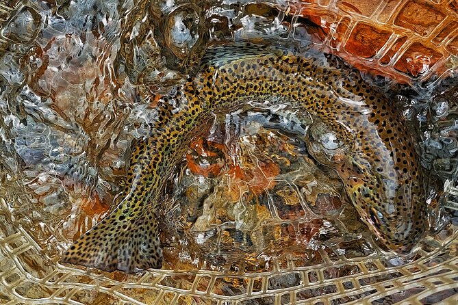 guided-fly-fishing-tour-in-estancia-la-carrera