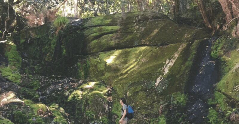 Guided Forest Hike Tour on Table Mountain, Cape Town - Practical Tips for Your Hike