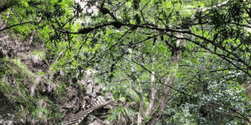 Guided Forest Hike Tour on Table Mountain, Cape Town - The Sum Up