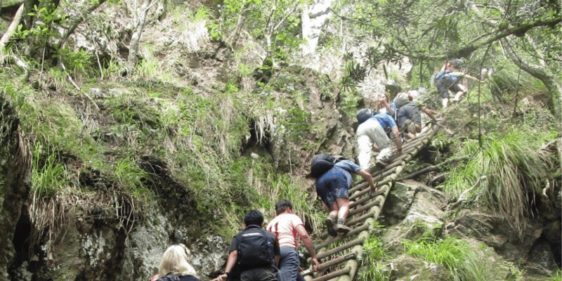 Guided Forest Hike Tour on Table Mountain, Cape Town - FAQ