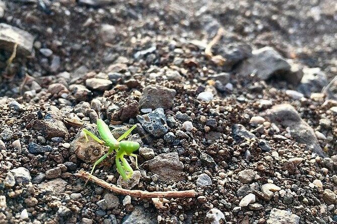 guided-geological-excursion-to-ustica-2