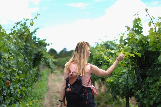 guided-healdsburg-wine-country-bike-and-wine-tasting-tour-with-lunch