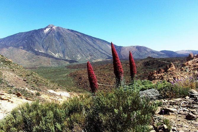 guided-hike-the-tajinaste-trail