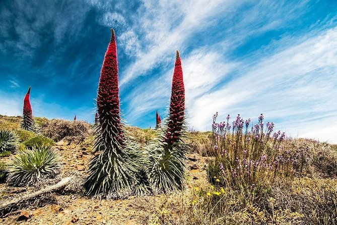 guided-hike-the-tajinaste-trail