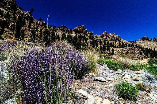 guided-hike-the-tajinaste-trail