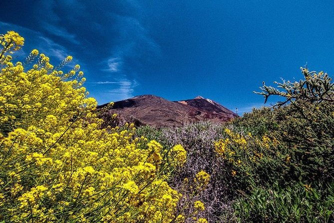 guided-hike-the-tajinaste-trail