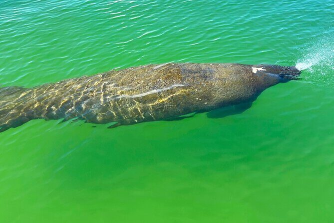 Guided Hobie Kayak EcoTour: Premium Eco Experience Bonita Springs - Who Is This Tour Best For?