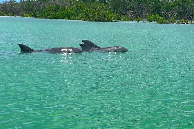 Guided Hobie Kayak EcoTour: Premium Eco Experience Bonita Springs - Frequently Asked Questions