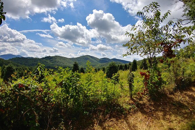 guided-horseback-ride-through-flame-azalea-and-fern-forest