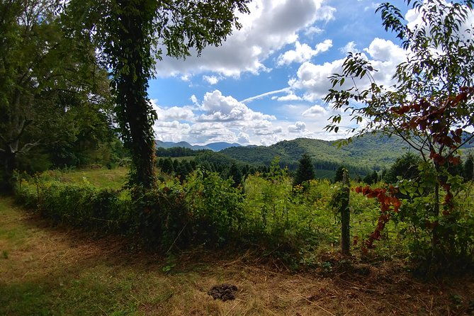 guided-horseback-ride-through-flame-azalea-and-fern-forest