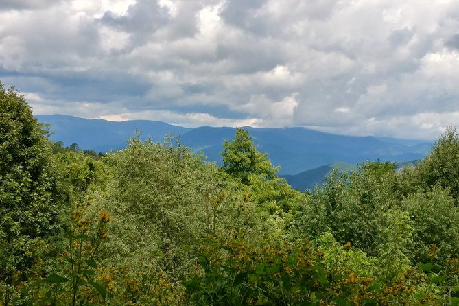 guided-horseback-ride-through-flame-azalea-and-fern-forest